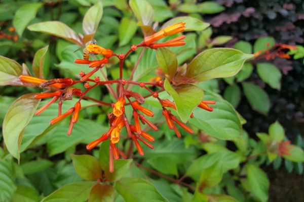 希茉莉什么时候开花 图片 花草树木 资讯 惊鸿信息网